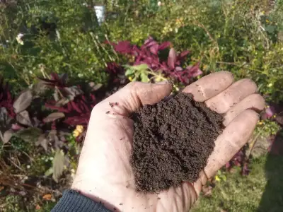 Wermikompost BIOHUMUS Naturalny EKO Nawóz z Działki Przesiany